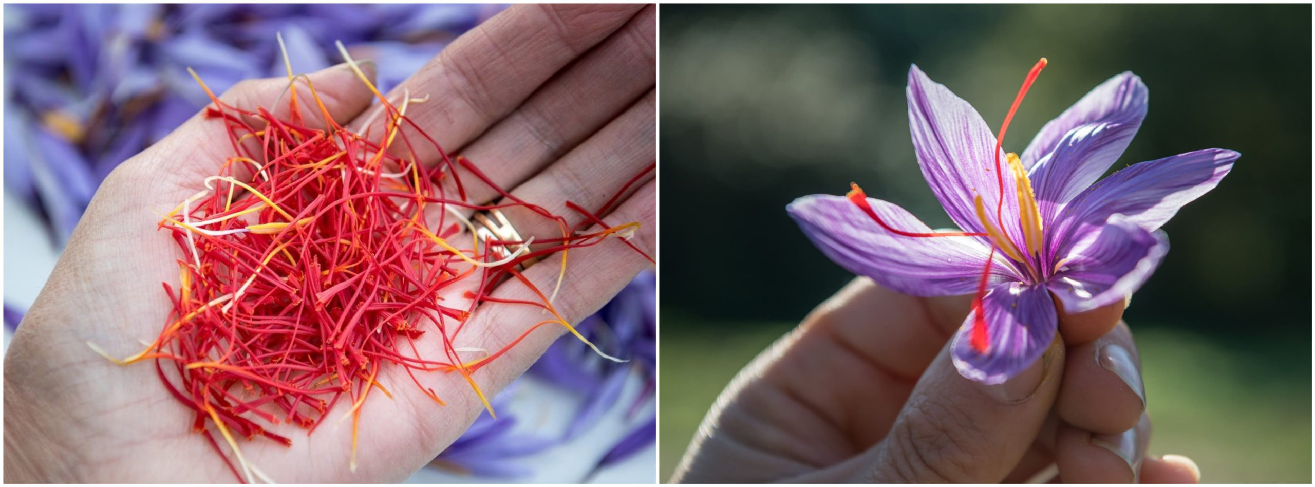 L'entreprise : Filaments de safran et fleur de crocus de l'entreprise Cynfael le prince du safran
