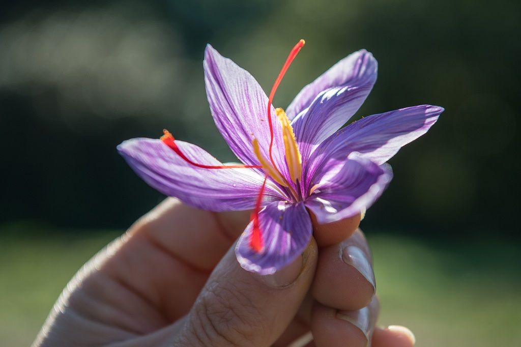La fleur de Crocus sativus L. à l'origine du safran.